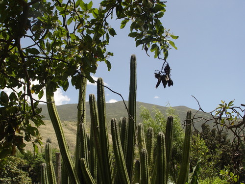Trichocereus macrogonus