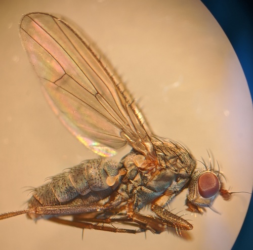 Pseudoleria pectinata