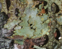Yarrumia colensoi
