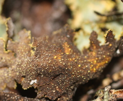 Yarrumia colensoi