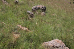 Watsonia watsonioides