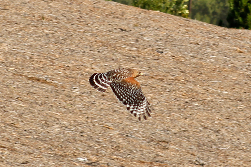 iNaturalist observation photo of Red-shouldered Hawk