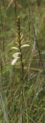 Watsonia watsonioides