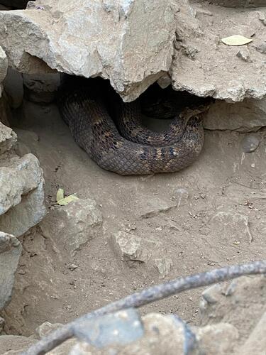 Western Lyre Snake (Trimorphodon biscutatus)