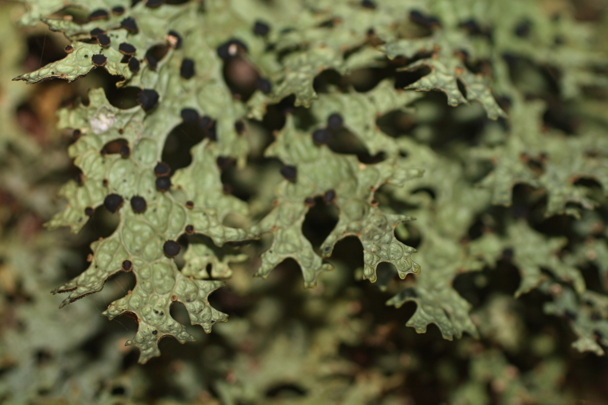 Pseudocyphellaria faveolata image