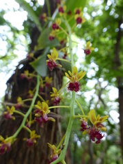 Phalaenopsis difformis difformis