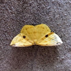 Periclina