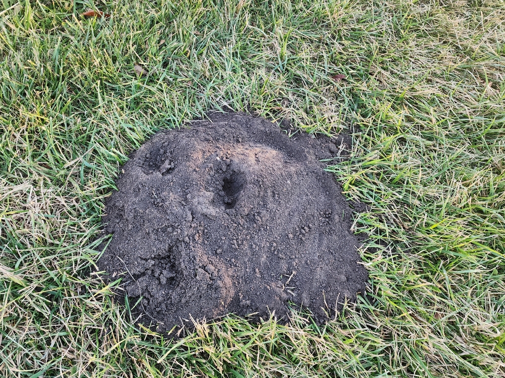 Illinois Pocket Gopher