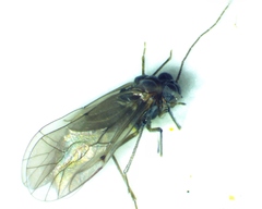 Peripsocus madidus