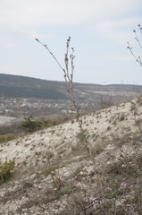 Seseli dichotomum