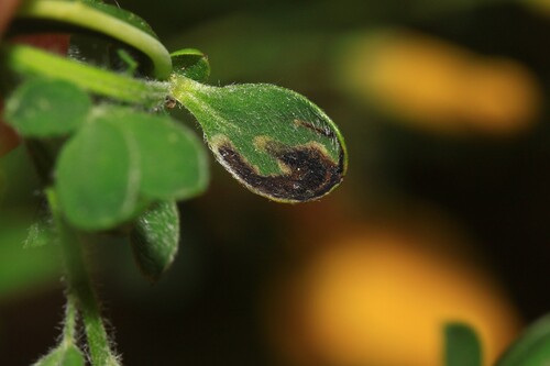 Agromyza johannae