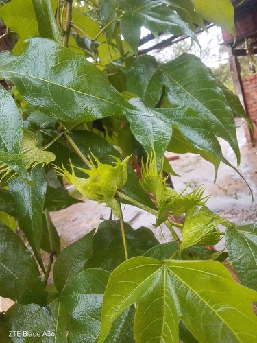 Gossypium barbadense observed 2026-04-27