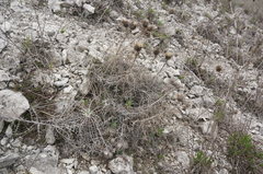 Ptilostemon echinocephalus