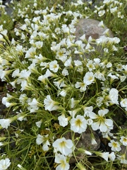 Limnanthes