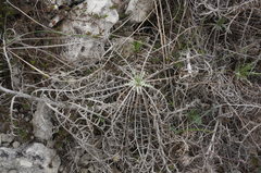 Ptilostemon echinocephalus