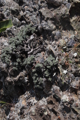 Helichrysum galpinii