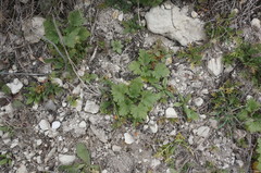Ranunculus oxyspermus