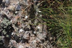Alepidea