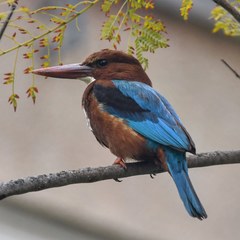 Halcyon smyrnensis