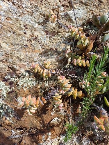 Foto de Crassula
