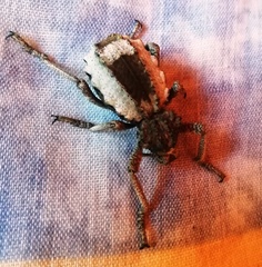 Brachycerus tauriculus