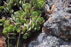 Crassula swaziensis