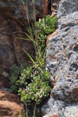 Crassula swaziensis