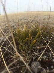 Carmichaelia corrugata