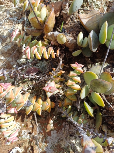 Foto de Crassula