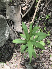 Helenium elegans