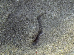 Pomatoschistus marmoratus