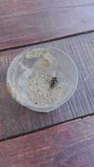 Traumatomutilla bivittata