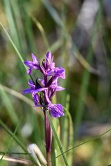 Dactylorhiza traunsteineri