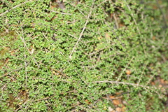 Coprosma depressa