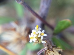 Olearia adenocarpa