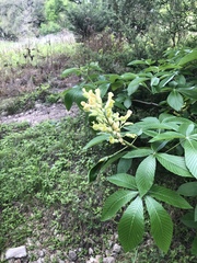 Aesculus pavia flavescens