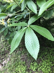 Aesculus pavia flavescens
