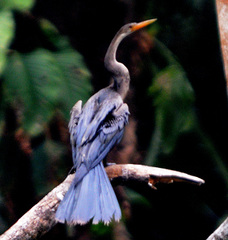 Anhinga anhinga anhinga