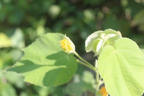 Coastal Indian mallow (Abutilon permolle)