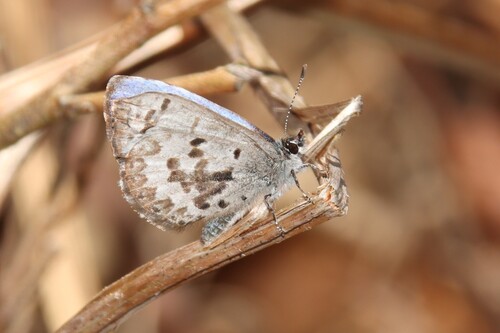 Spring Azure photo 4