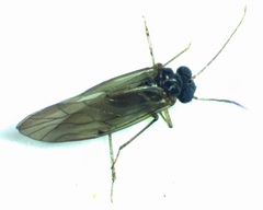 Peripsocus madidus