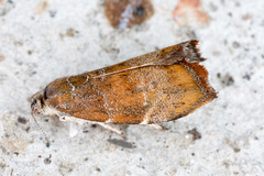 Choreutis nemorana