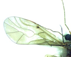Peripsocus madidus