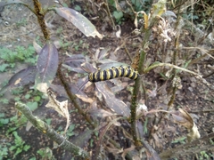 Danaus plexippus plexippus