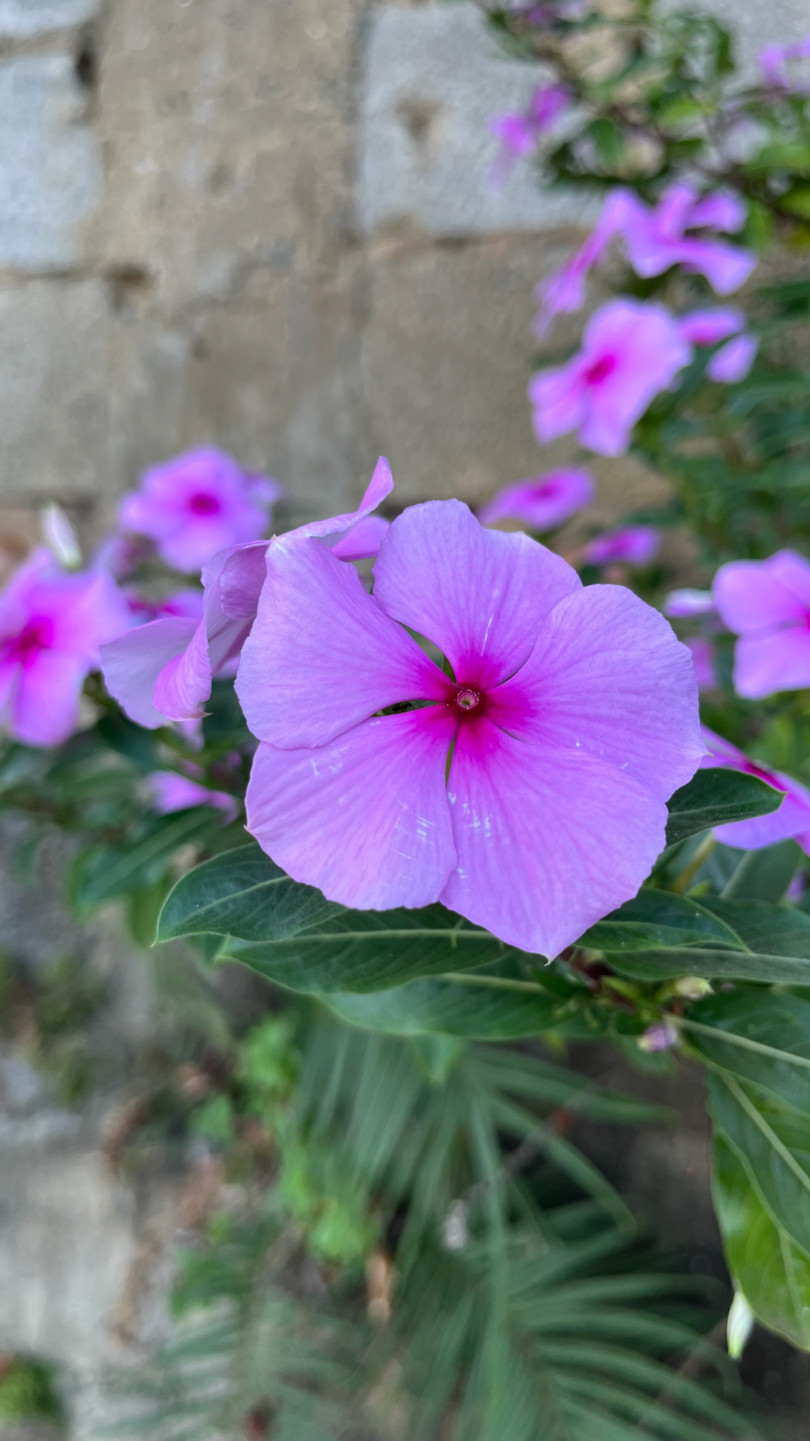 Catharanthus roseus