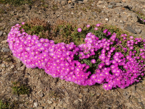Mesembryanthemum incurvum var. roseum (Willd.) Haw. 2