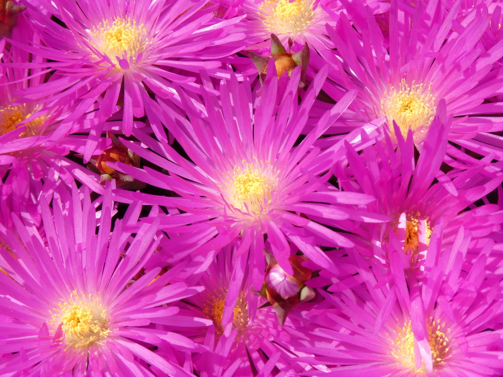 Mesembryanthemum multiradiatum Jacq.