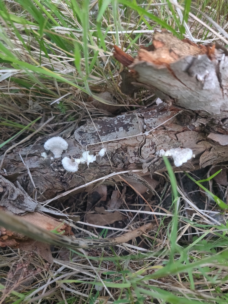 Schizophyllum commune · April 2026 · photo: © sonoresmore (iNaturalist, cc0)