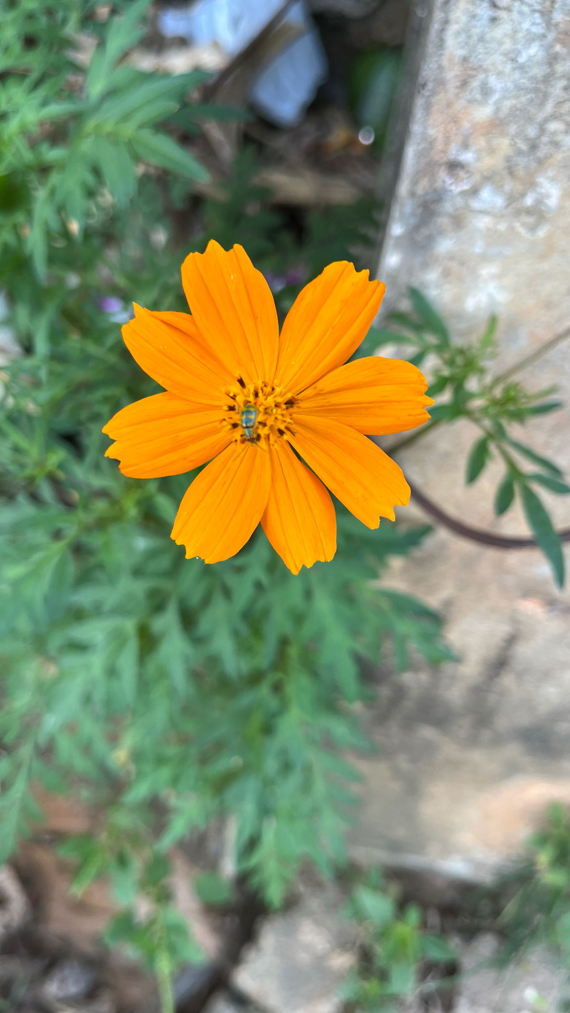 Cosmos sulphureus