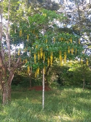 Lophanthera lactescens